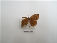 藏品(眉眼蝶)的圖片